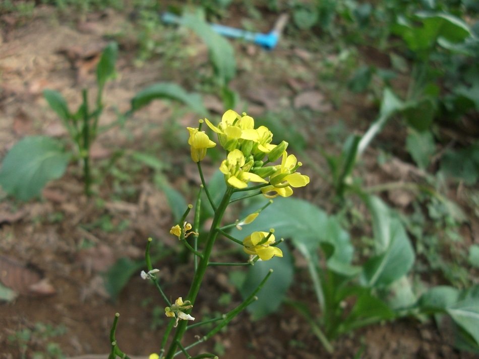 flowering kale in the garden