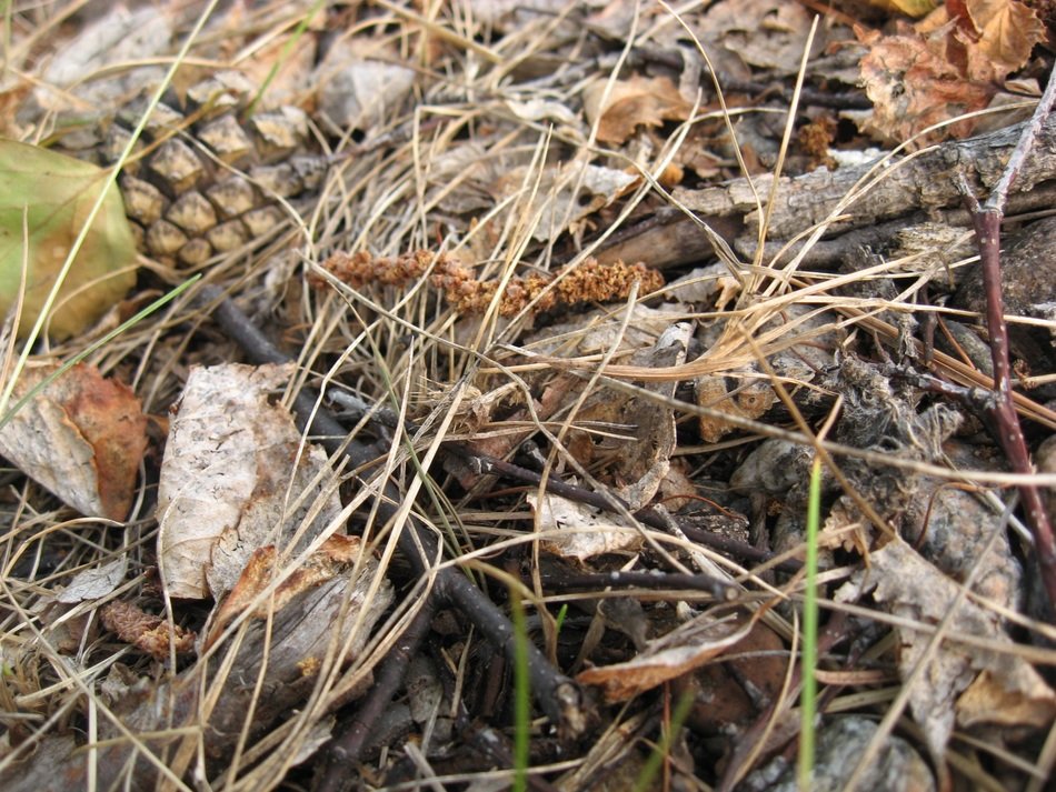 land pine cone