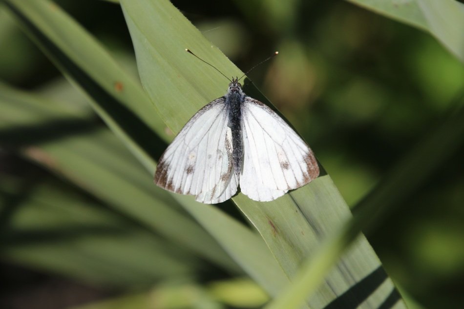 white butterfly on the grass