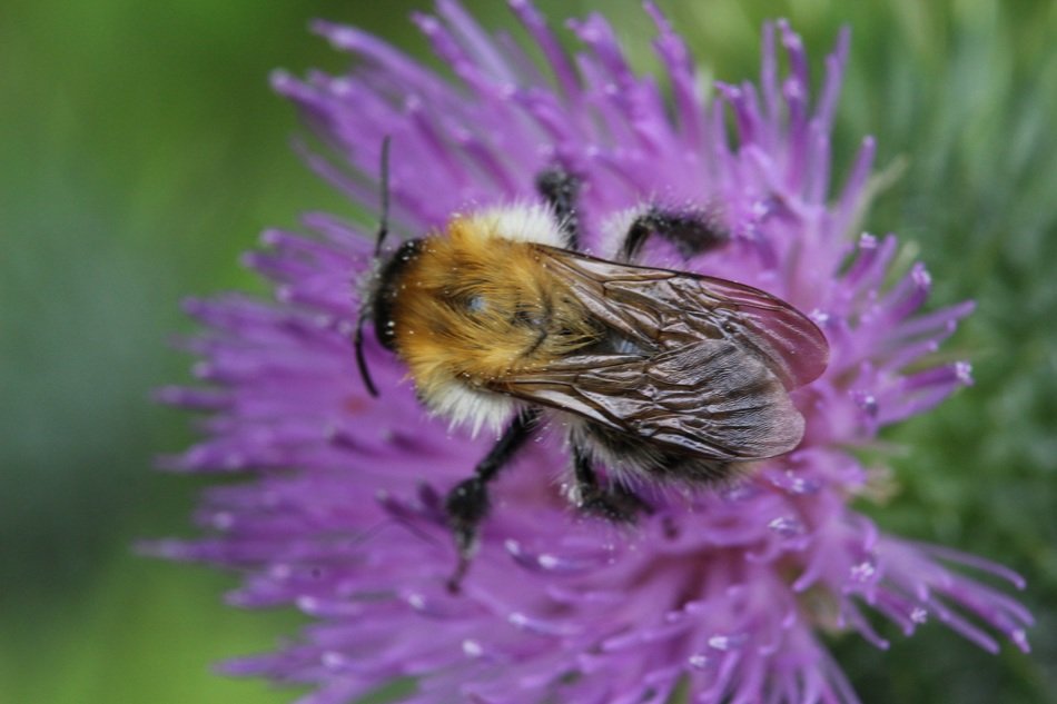 bee on purple thistle on the meadow