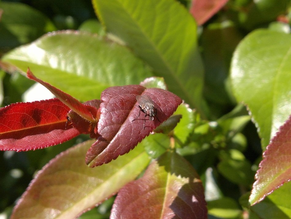 a fly on a burgundy leaf of a tree