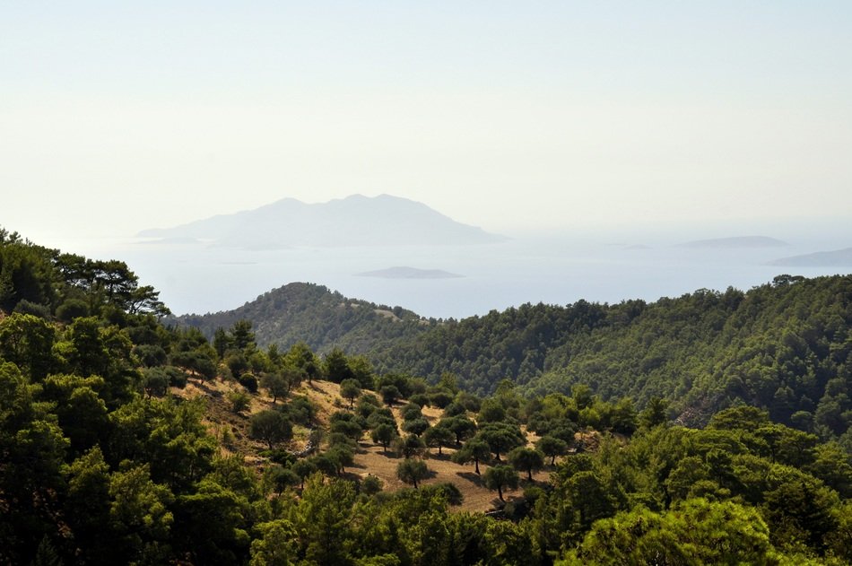 Landscape of olive trees in rhodes