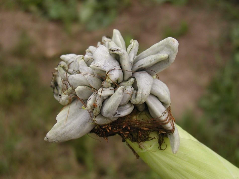 Neoplasm on the plant