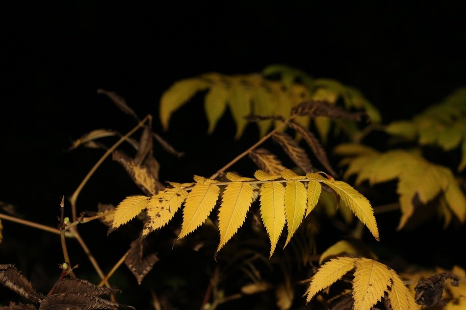 night garden