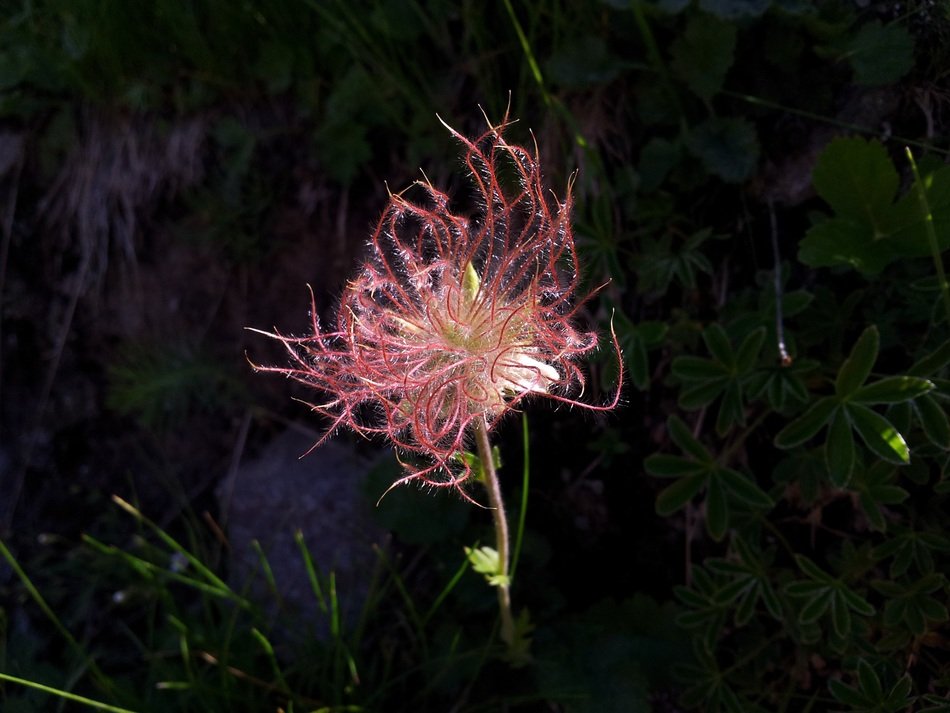 Pink flowers on the mountain