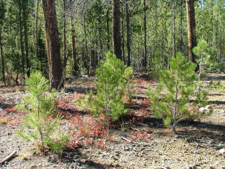 Seedlings of the pine in the forest