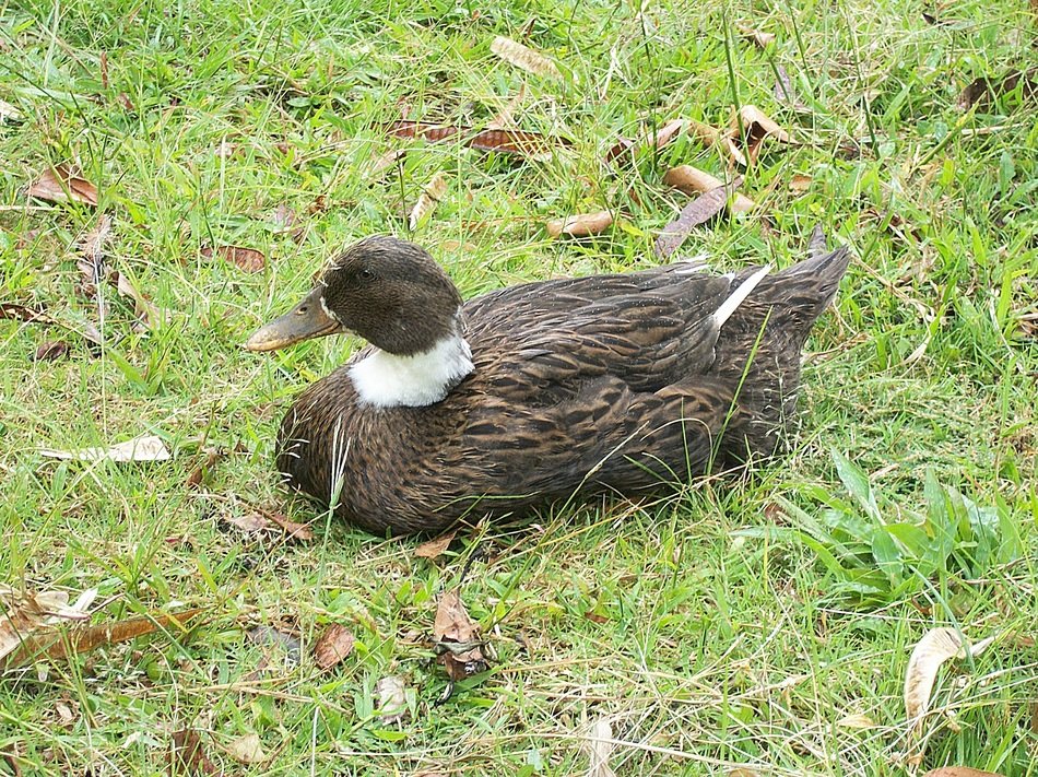 brown duck with a white collar on the lawn