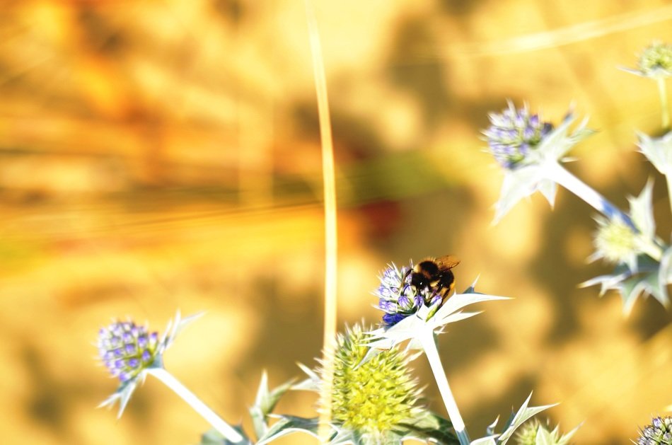 picture of the hummel on a blossom