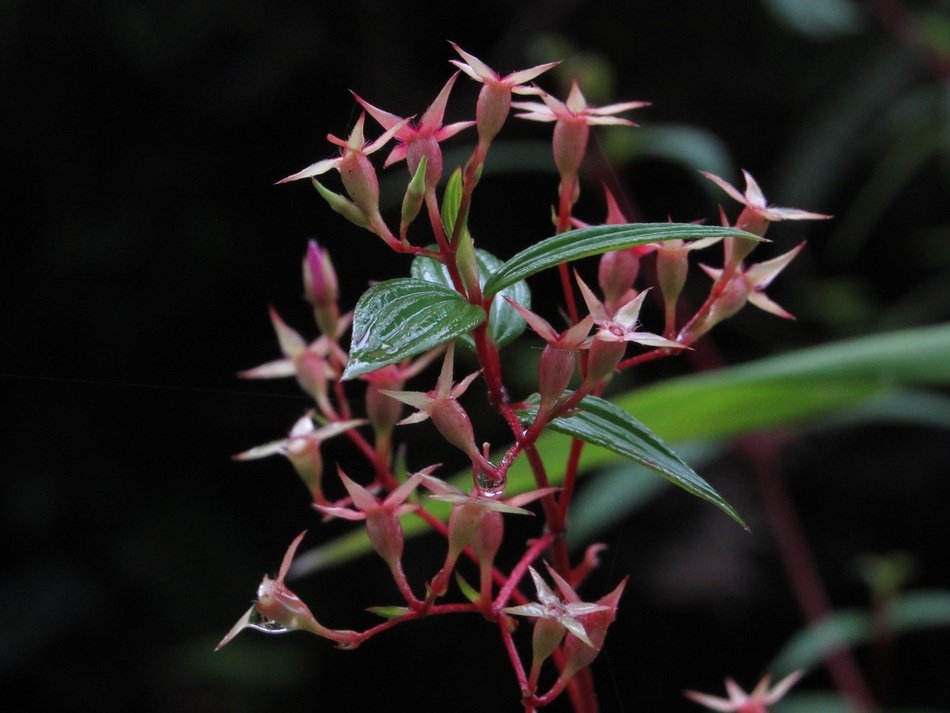pink flowers in the jungle close up