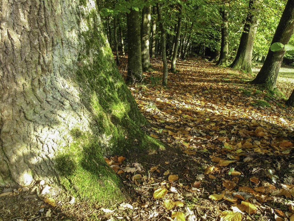 A lot of the leaves on the ground in the forest