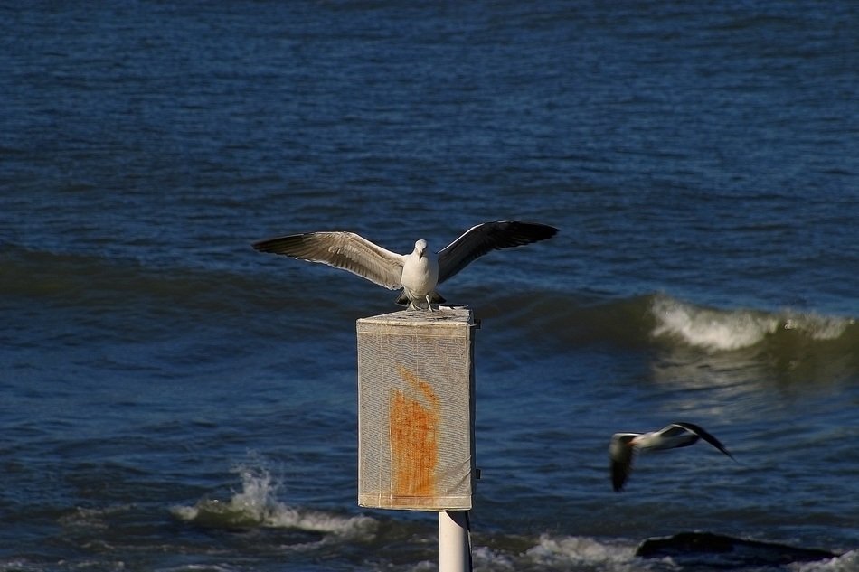seagulls on an iron box in the sea