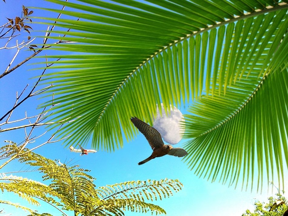 flight of a bird on a background of green palm
