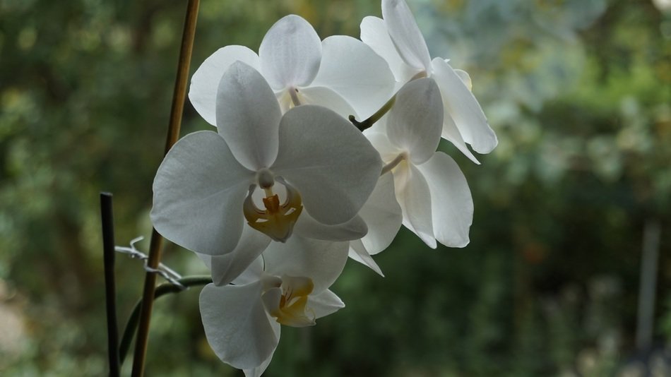 wild orchid on a background of green trees