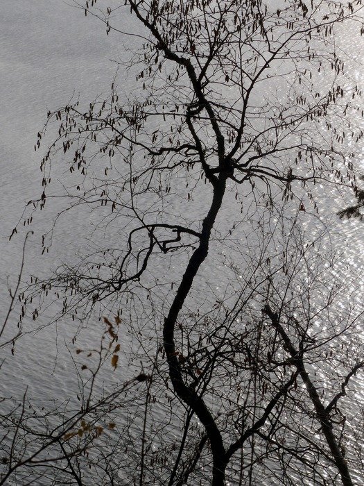 tree in the early morning