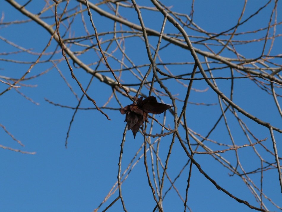 butterfly on the bare branches of a tree