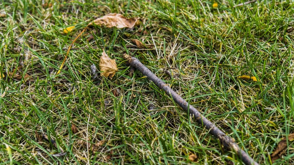 twig on grass