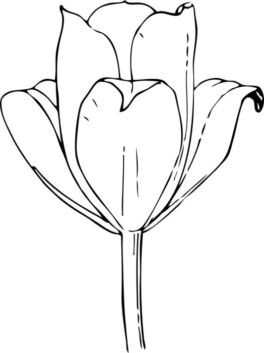 black and white flower scketch