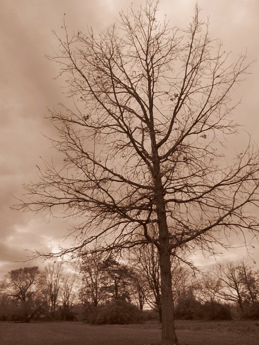 Beautiful tree near a field in a park under dark clouds