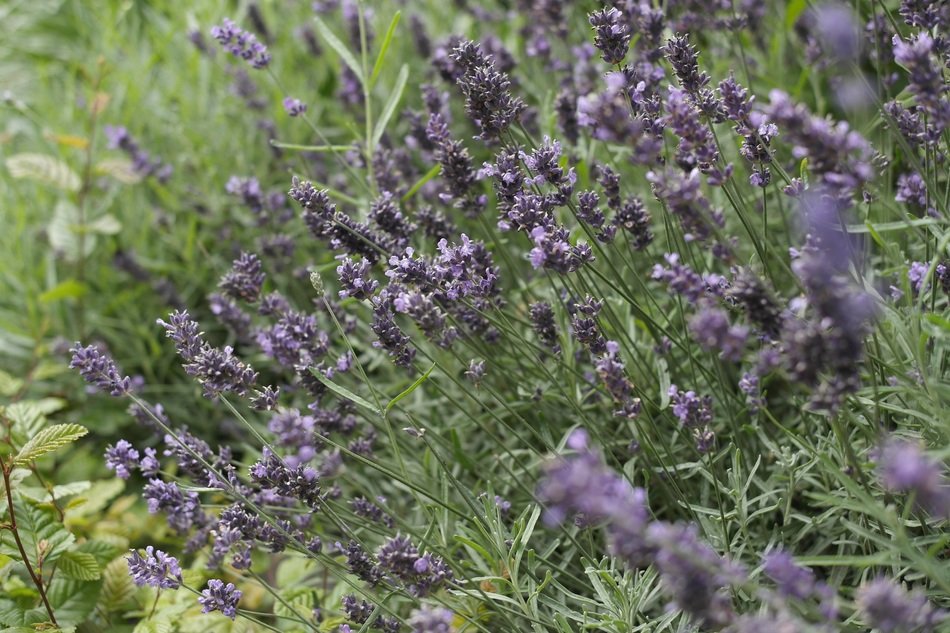 lush lavender in the arboretum