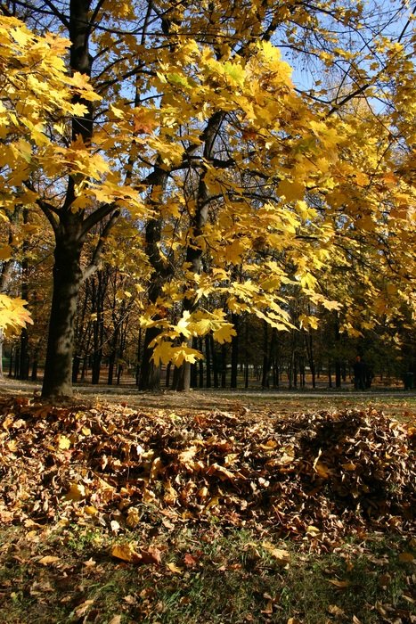 Autumn park in the sunlight