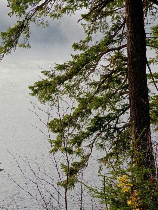 tree on the lake background