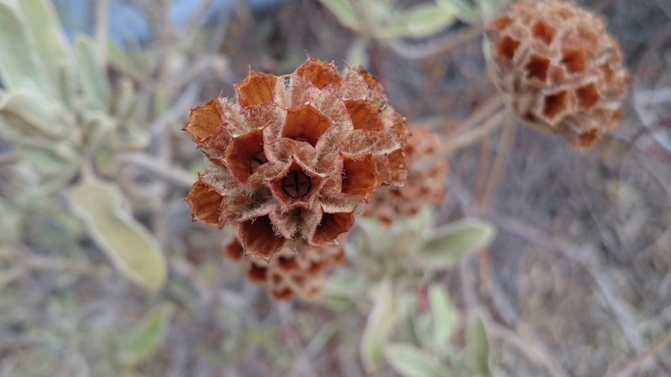 Closeup Picture of brown flowers