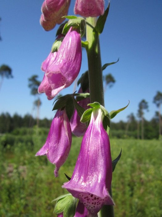 digitalis purpurea plant in summer