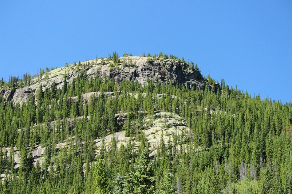 mountain forest in Estes Park