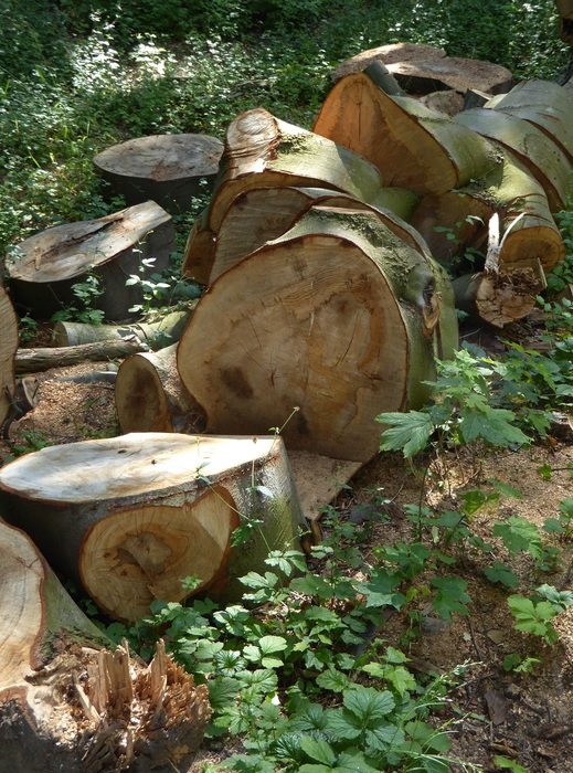 firewood in the forest