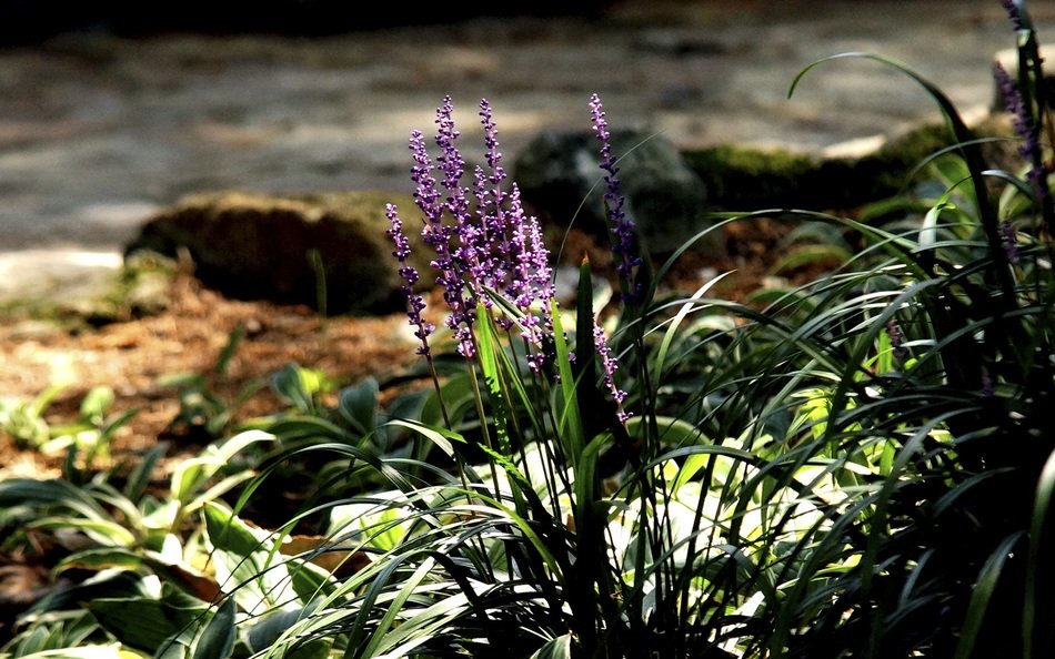 flowers behold