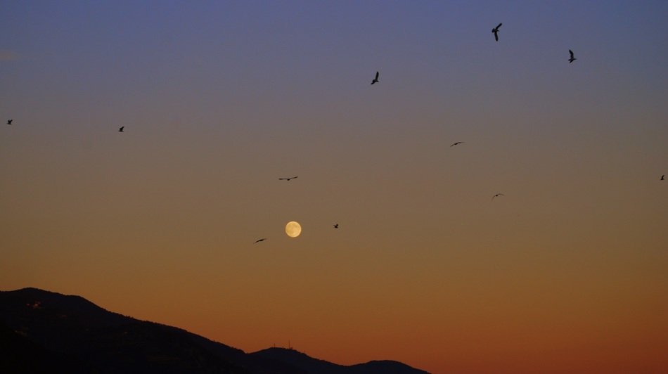 Birds on the background of the setting sun
