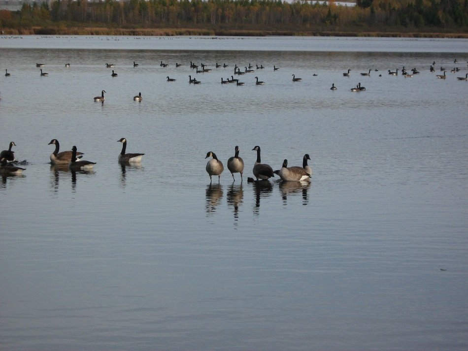flocks of canadian geese on the coast