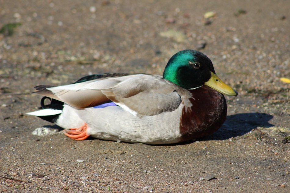 picture of duck bird in nature