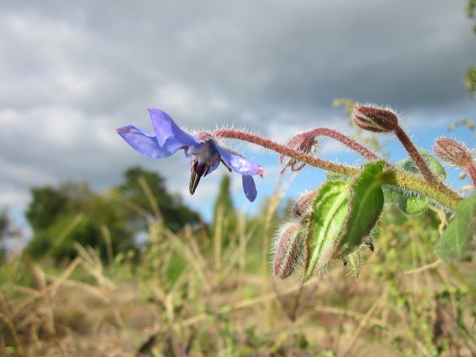 blossom of the Borage among the field