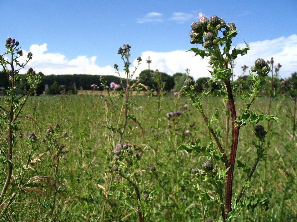 spiny plant on the field