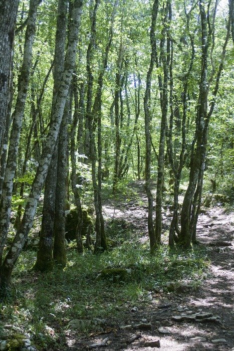 landscape of the green forest