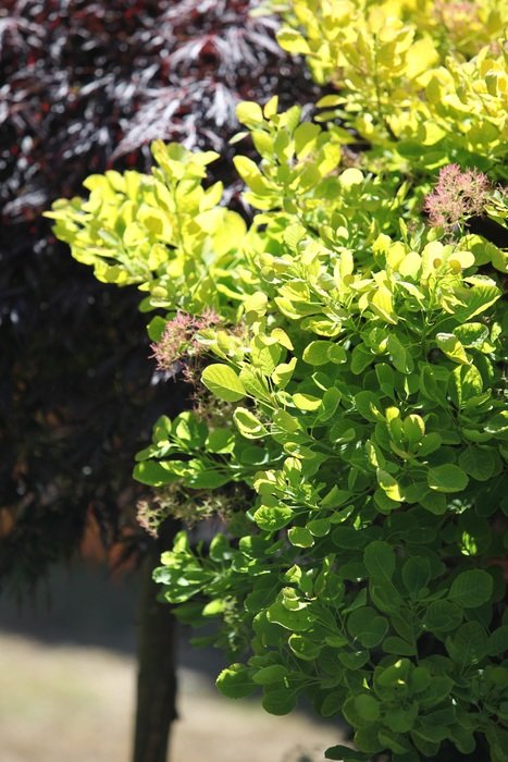 juicy green foliage of a tree in summer