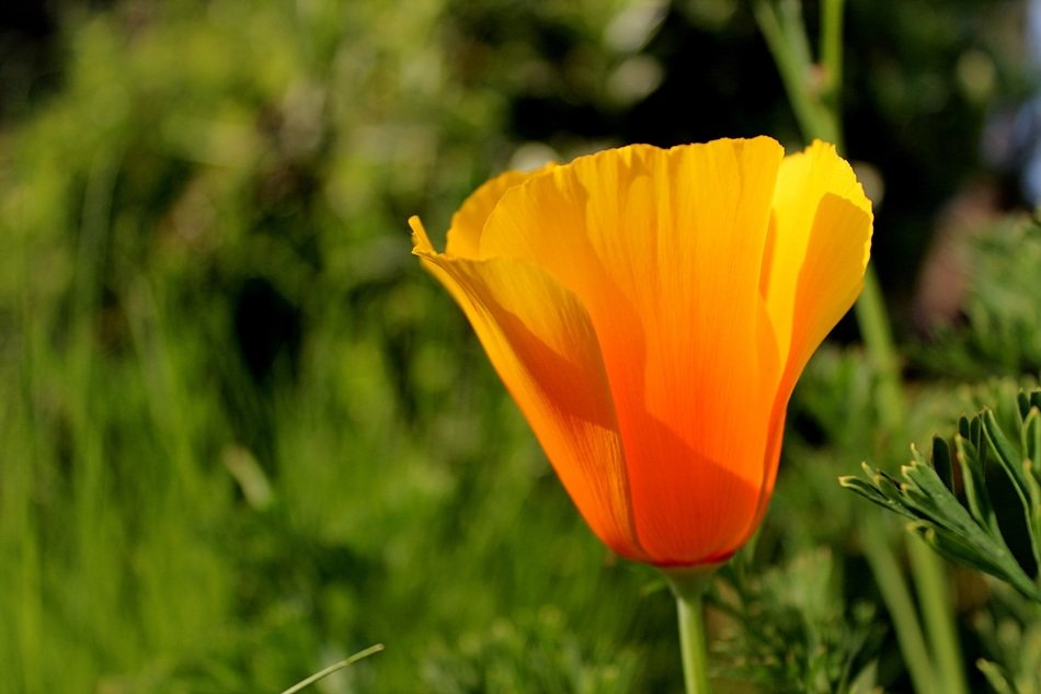 yellow poppy flower in sun lights