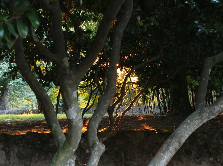 winding tree trunks in the dark