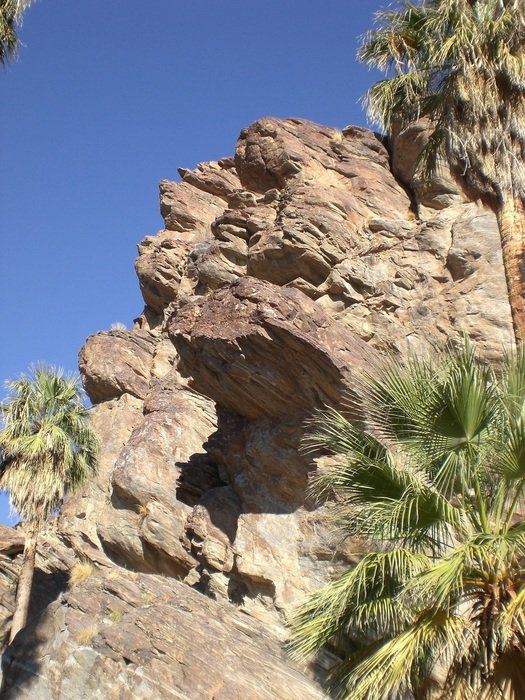 palm canyon in california close up