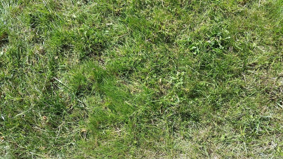 mowed lawn