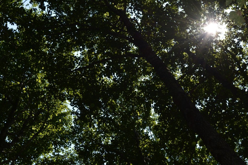 Sunny rays in Tree branches