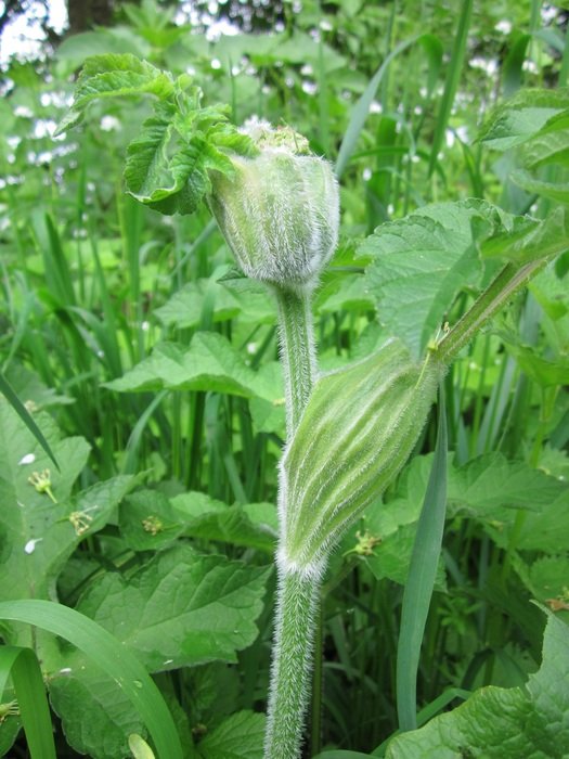 Heracleum sphondylium closeup