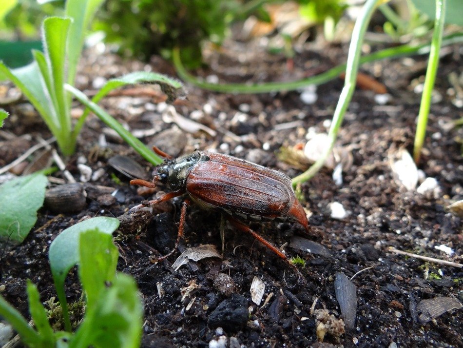 closeup view of beetle on the ground near the plants