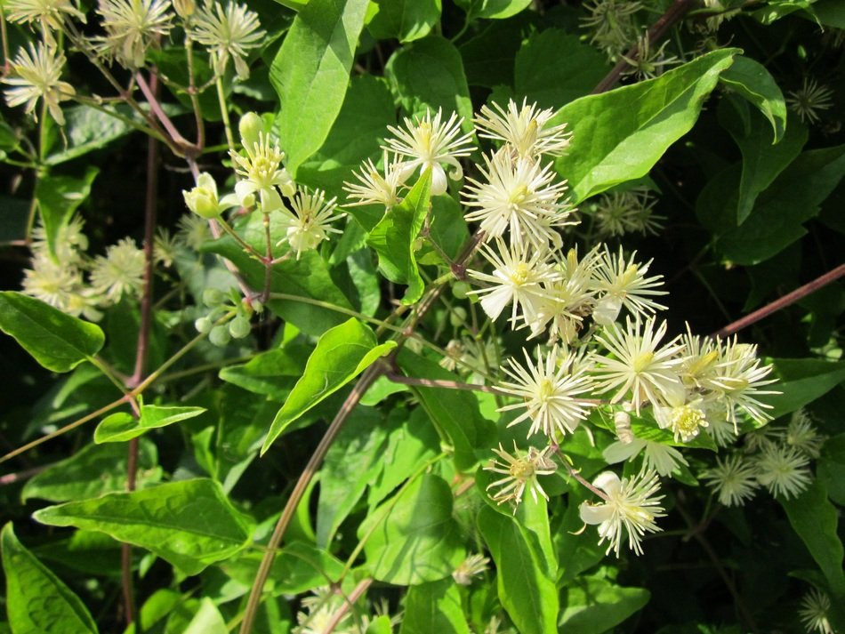 clematis vitalba plant in summer