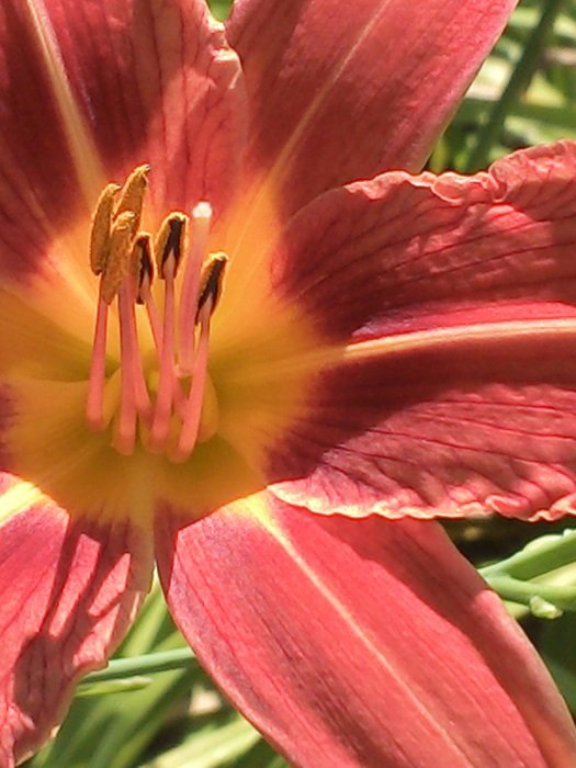 inflorescence of the Pink flower closeup