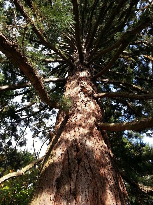 picture of the trunk in a forest