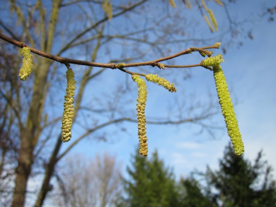 Earrings on a tree close up