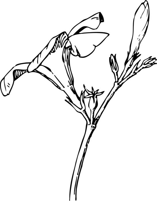 black and white oleander as a drawing