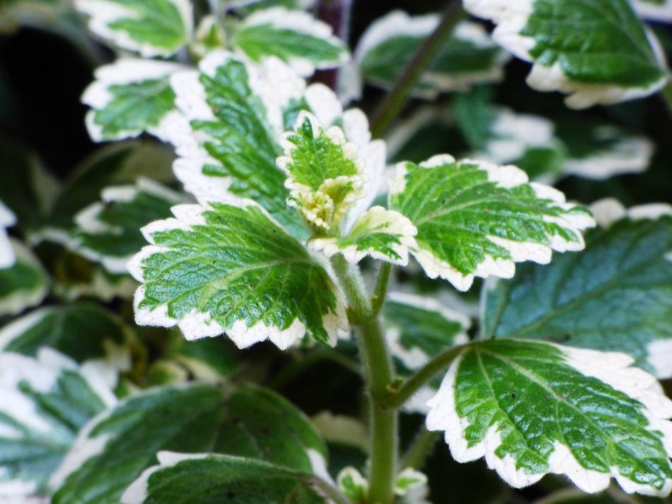plants with Green and white foliage